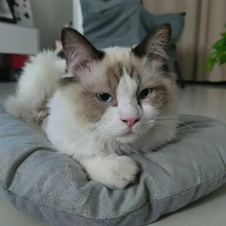 胆子肥嘟嘟的