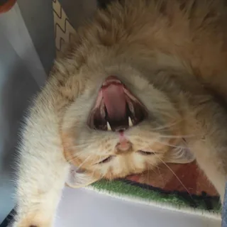 Zz罐头